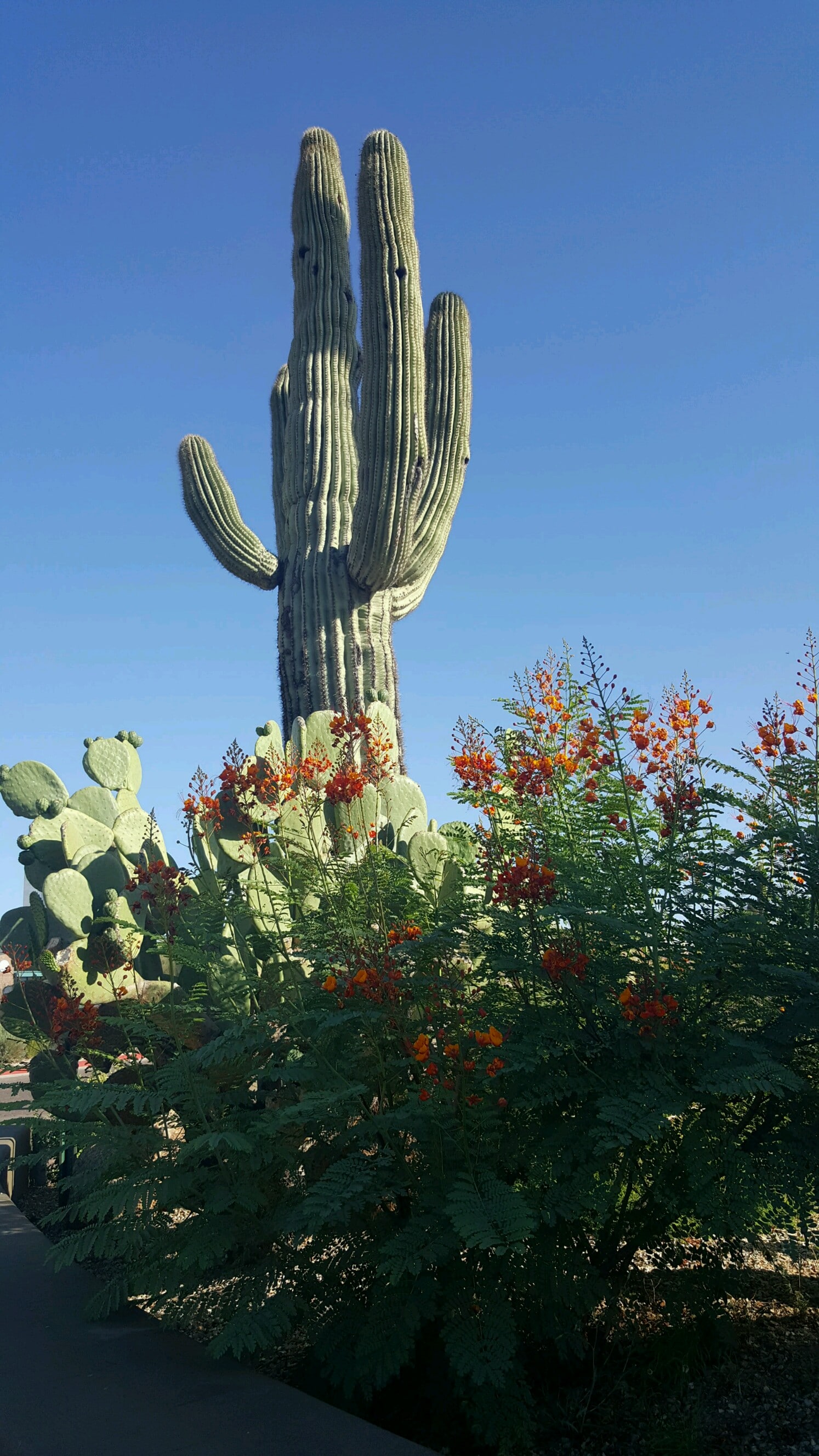 Mesa, Arizona | Bankruptcy Lawyers in Mesa, AZ